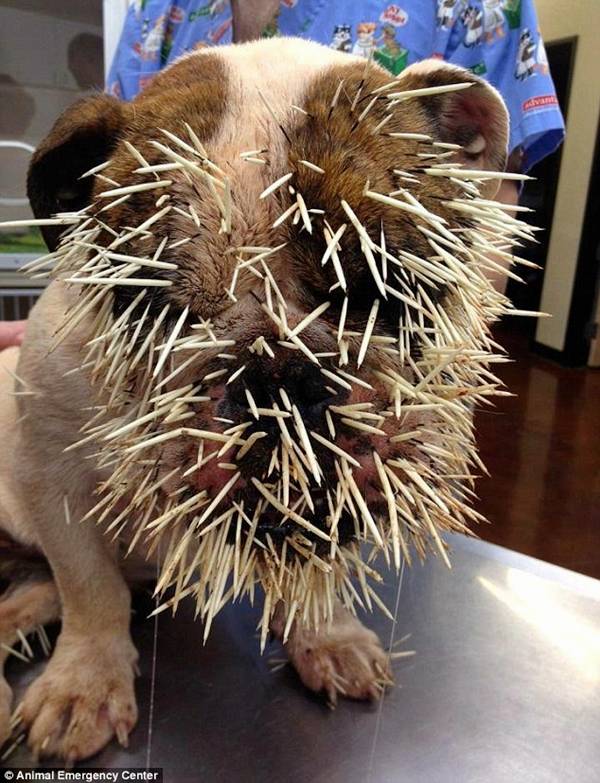 Bulldog Met With Porcupine RiTeMaiL