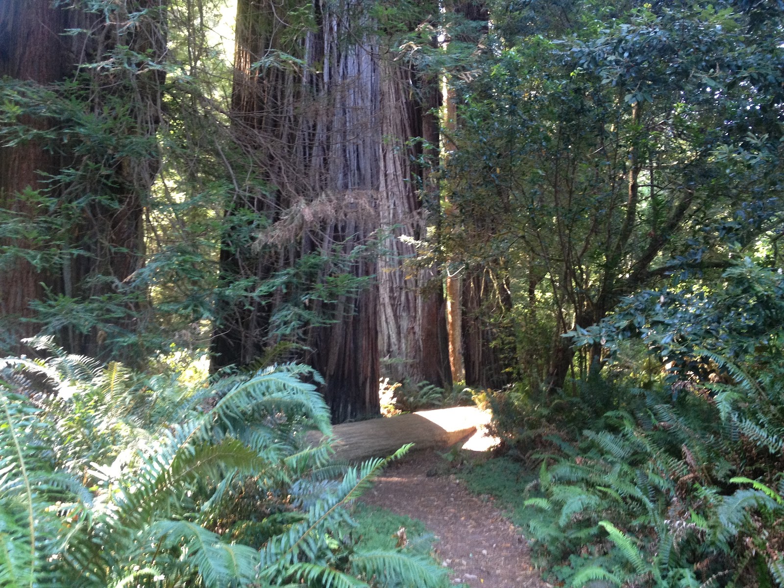 Redwood Creek to Tall Trees Grove Backpacking Redwood National Park