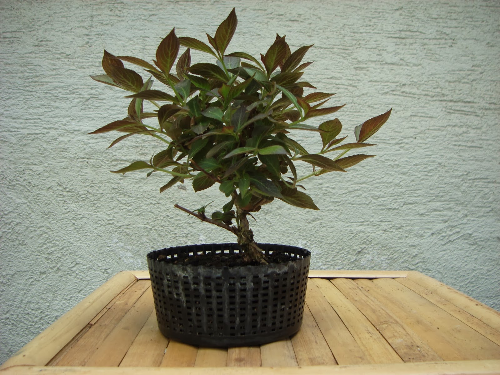 Talking To Plants Weigelas