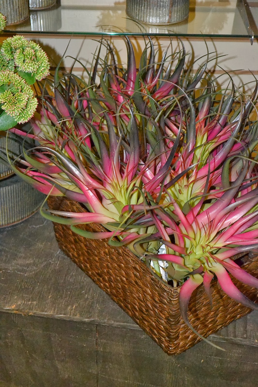 Nandina Domestica Stock Photos And Images Agefotostock