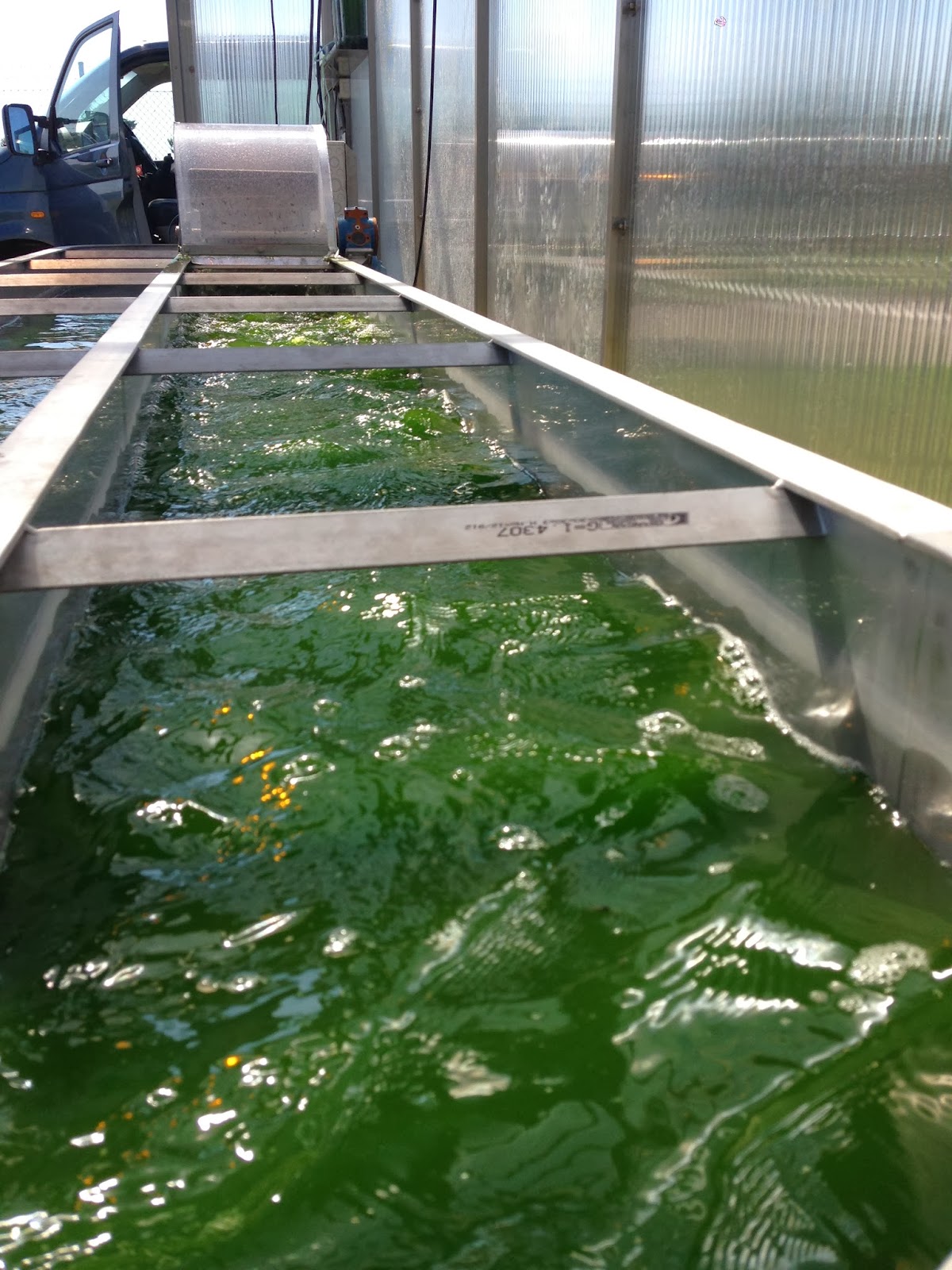 Algae Aquaponics