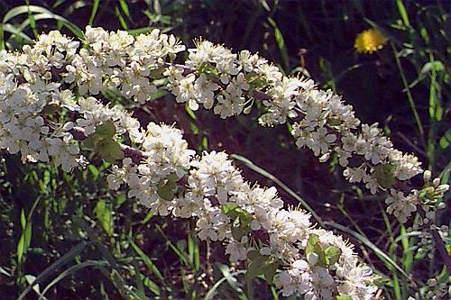 Gooseneck Loosestrife Finegardening