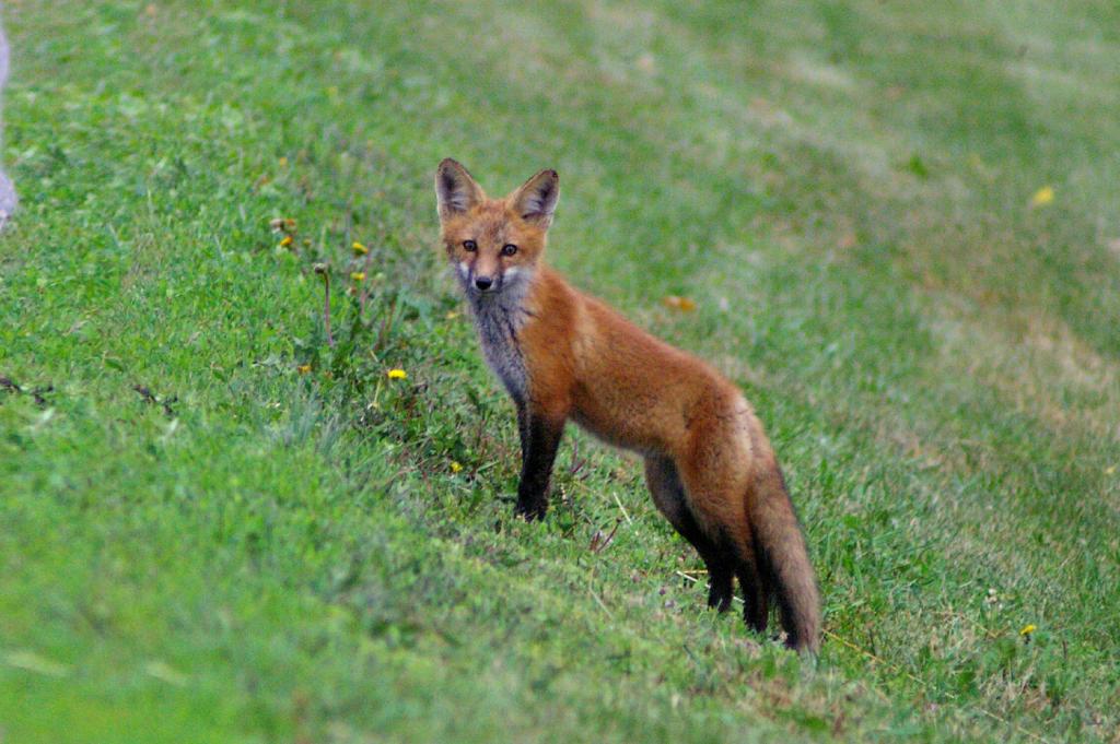 Ohio Birds and Biodiversity A "Silver" Red Fox
