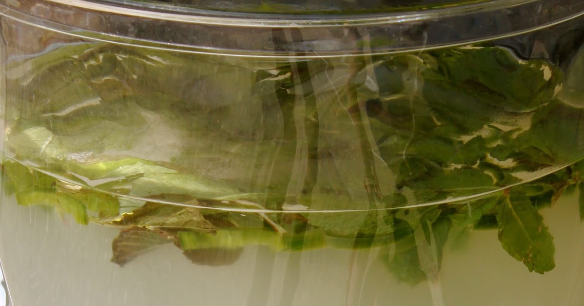 industrious justice Recipe PepperMint Limeade