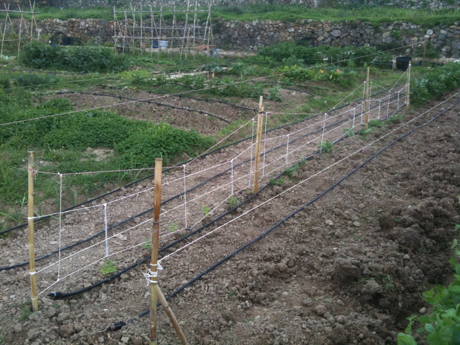 MY HUERTO URBANO: GUISANTES