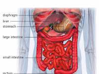 Abdomen Diagram Abdomen Diagram