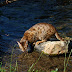 Do Bengal cats like water?
