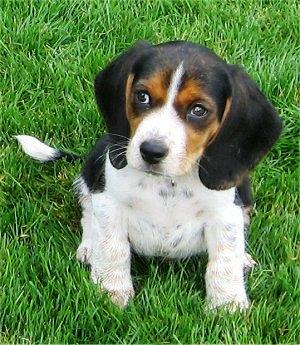 english foxhound puppies
