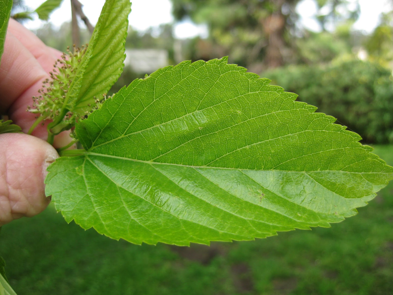 Gallery Photos of "Mulberry Leaves" .
