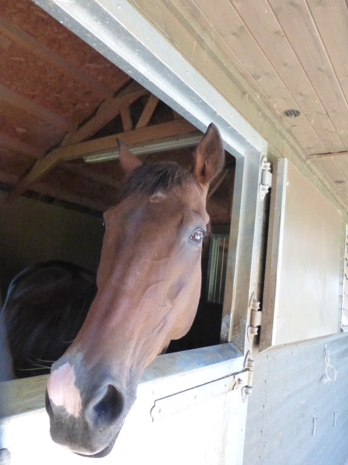 Horse Life and Love Stomach ulcers in horses.