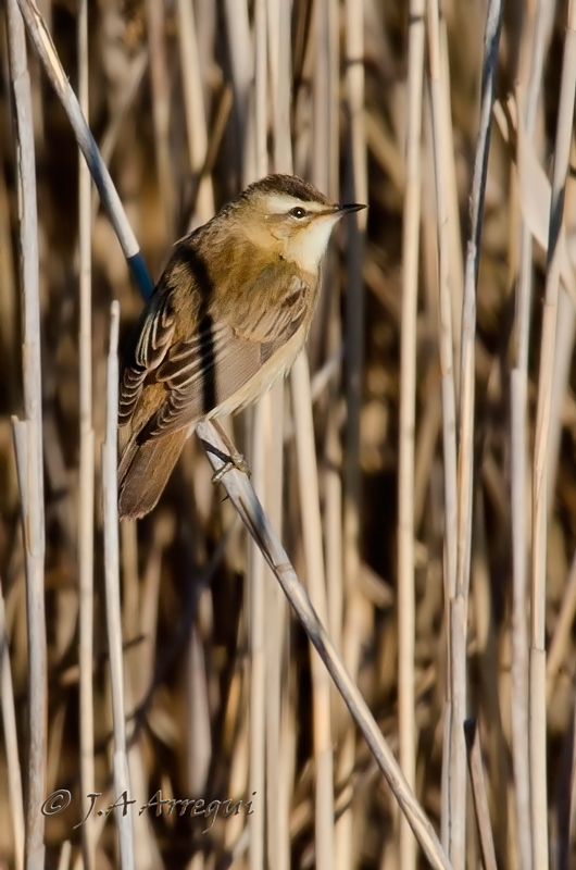 Carricerín común, Acrocephalus schoenobaenus, Sedge Warbler Carricerín común, Acrocephalus schoenobaenus, Sedge Warbler