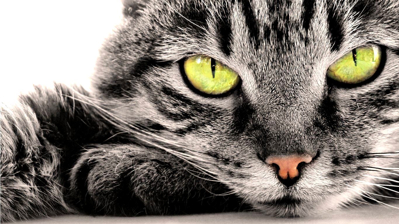 Kucing yang Diselamatkan oleh Petugas Damkar Tangerang