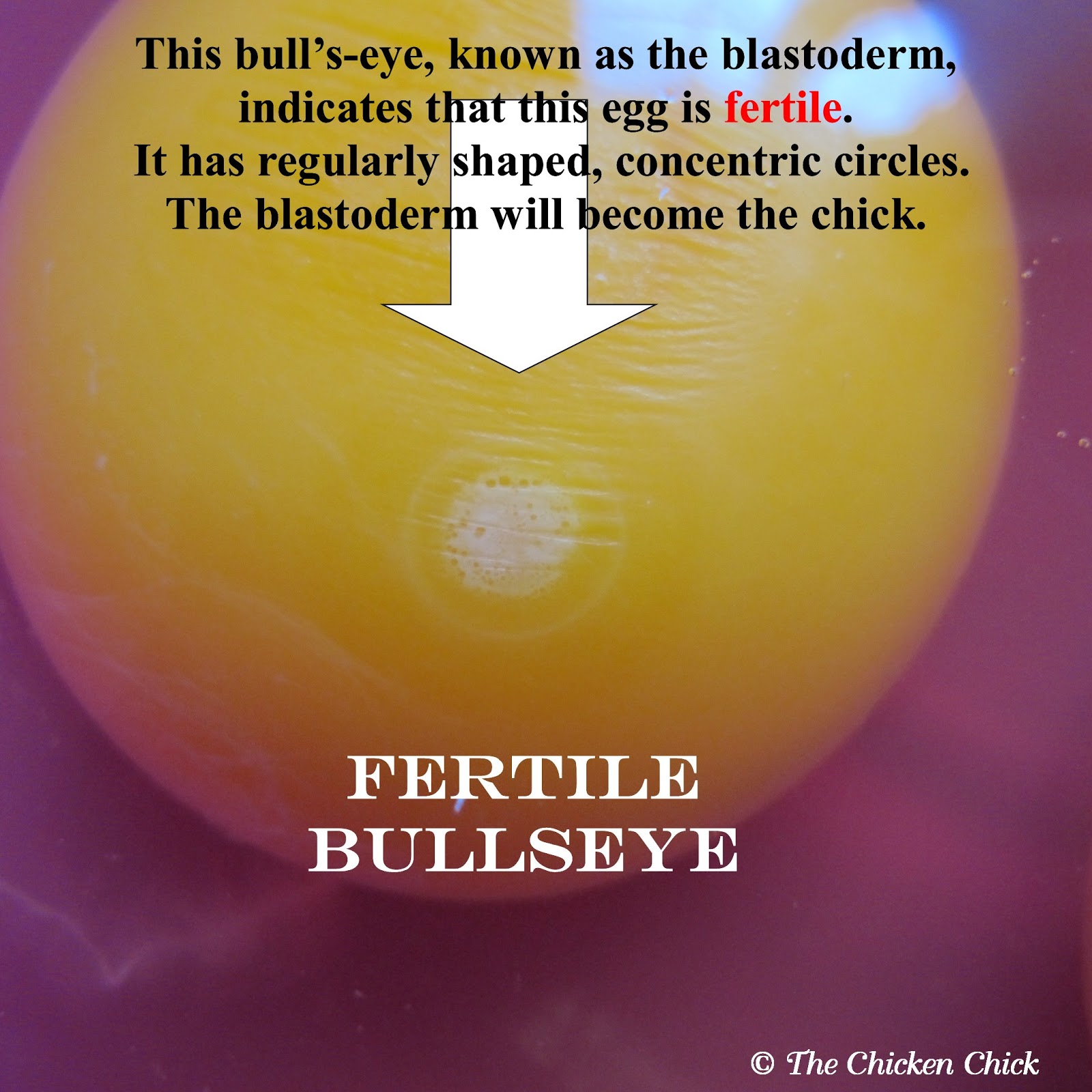 The Chicken Chick® Facts and Myths about Fertile Eggs