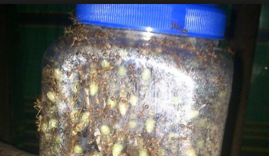 Gambar Semut Rangrang Penghasil Kroto Di Dalam Toples Budidaya