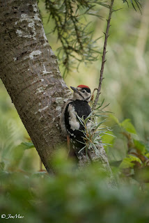 Great spotted woodpecker juvenile 