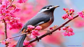 Beautiful Birds In Cool Area Hd Wallpapers Free Download