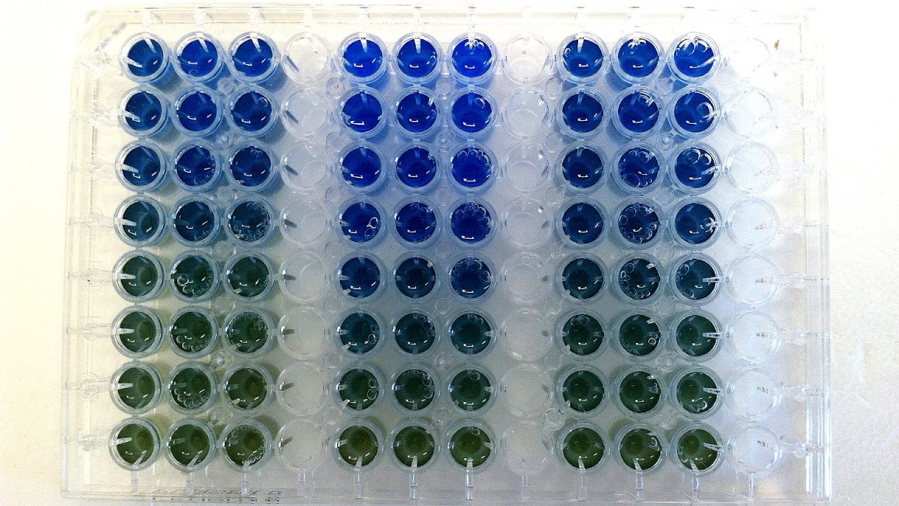Bradford Protein Assay Bio Rad Protein Choices