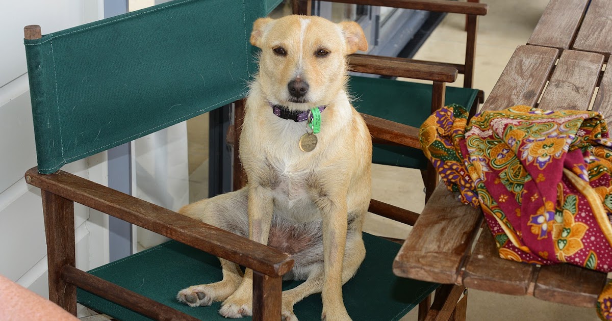 Small Animal Talk Snail bait (methiocarb, metaldehyde) poisoning in dogs