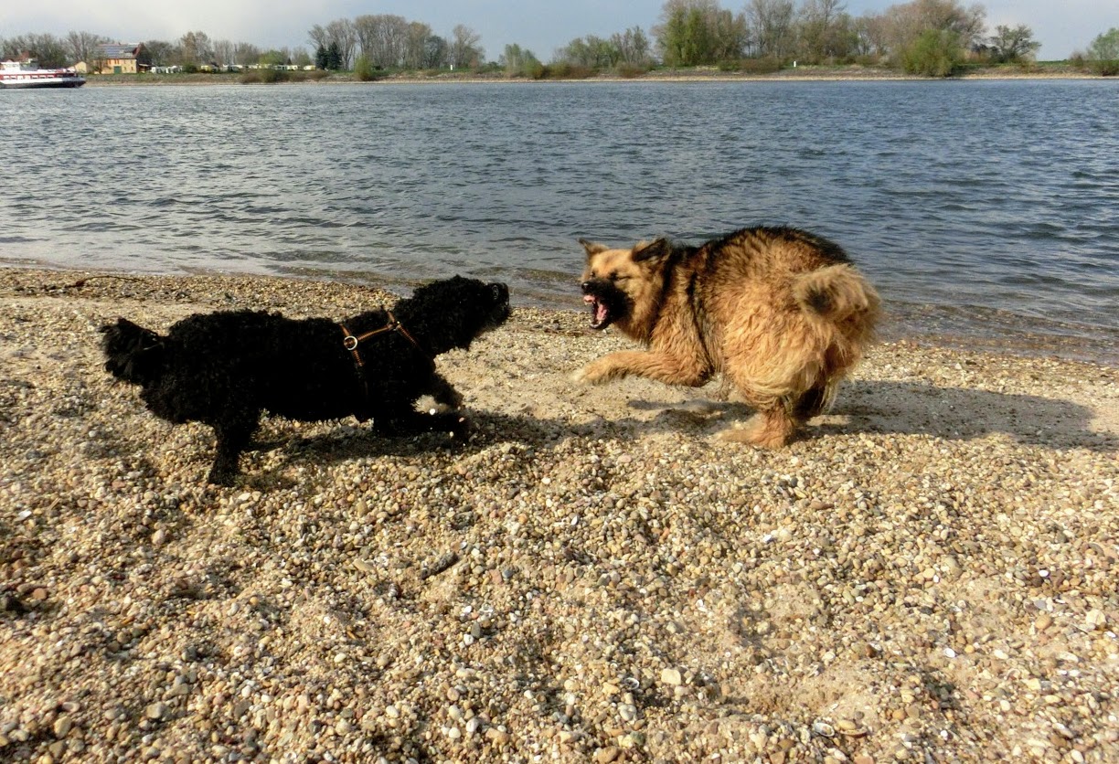 Der Pfotenblog Rund um den Hund FotoLoveStory Blacky und Manju am