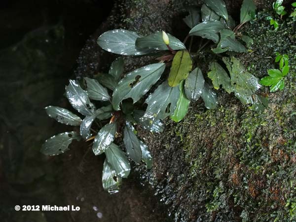 The rainforests of Borneo & Southeast Asia: Bucephalandra 