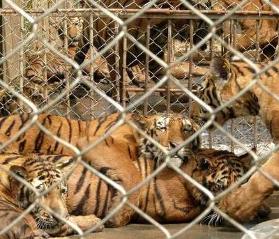 Save the rainforest: How the killing of Cecil has a more deeper meaning