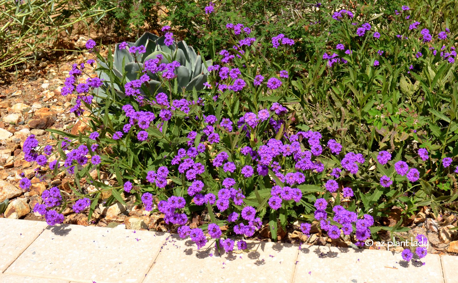 Shrub With Purple And White Flowers