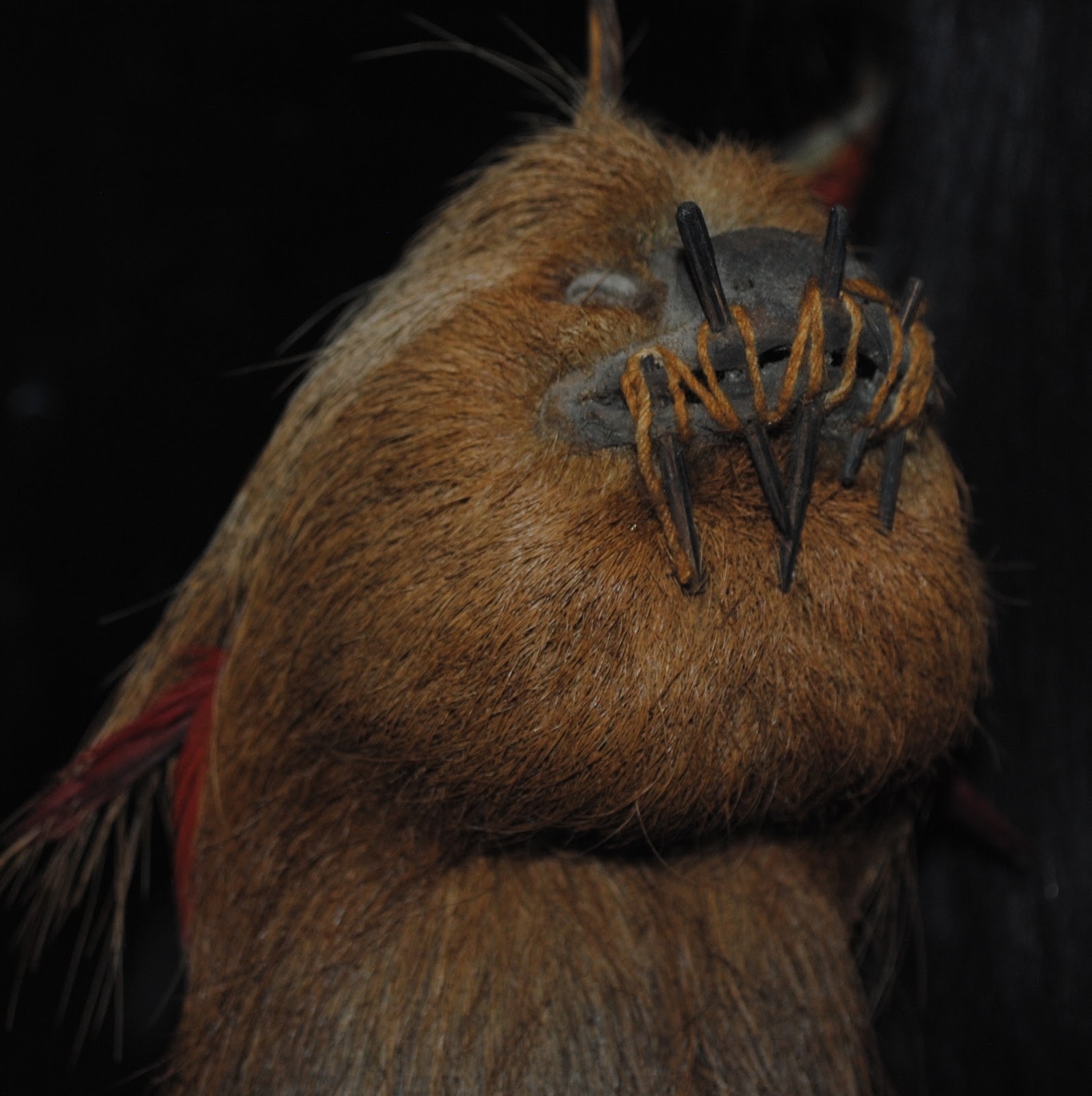 List 99+ Pictures Pictures Of Real Shrunken Heads Sharp