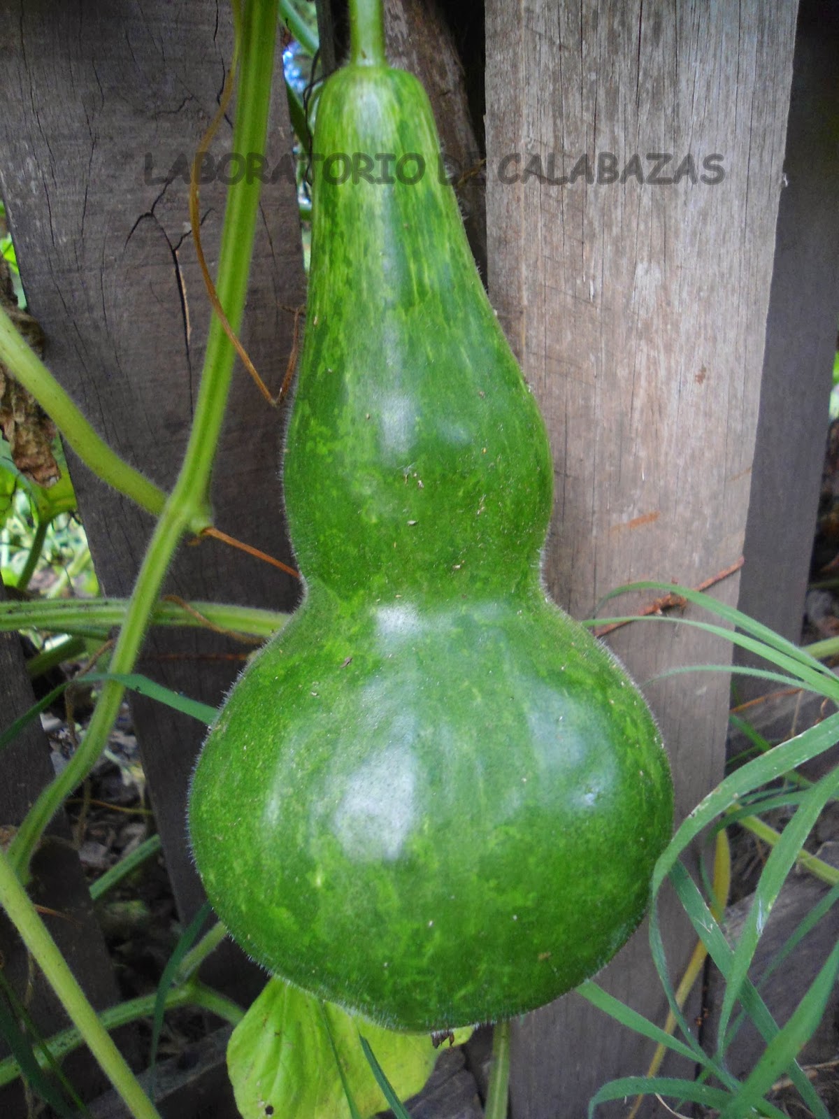 LABORATORIO DE CALABAZAS: Calabaza Mate (Lagenaria siceraria)