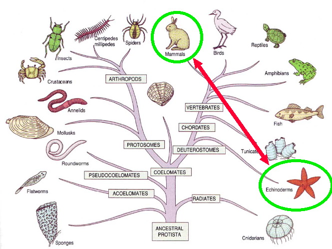 Mammal Nervous System