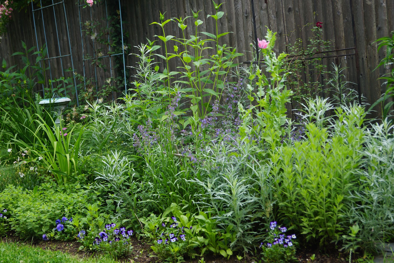 Nyack Garden Journal Plant Combinations