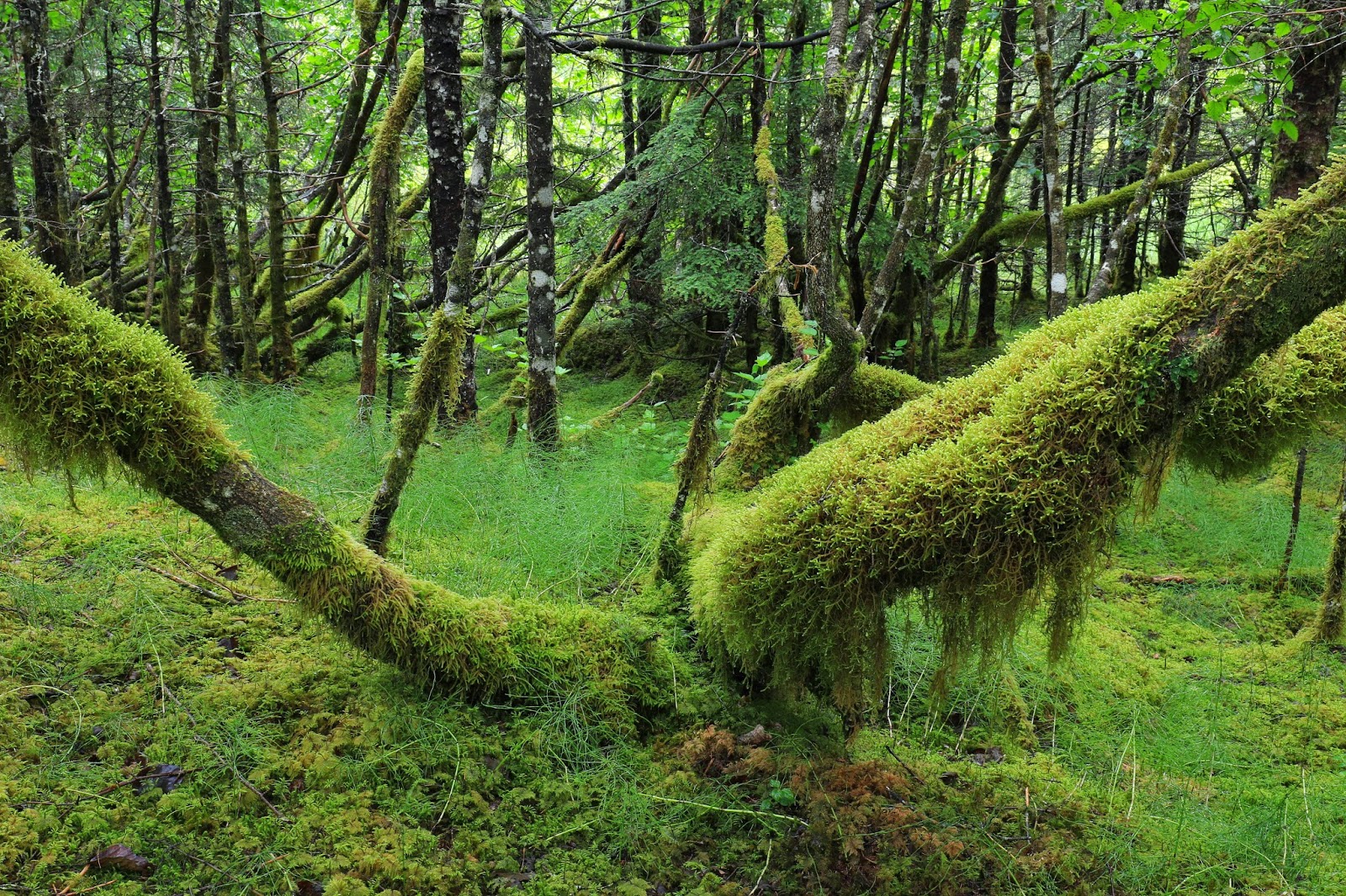 Canon Camera News 2018 New Canon EOS 7D Mark II Sample JPEG Images