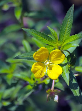 Ludwigia sp. 117