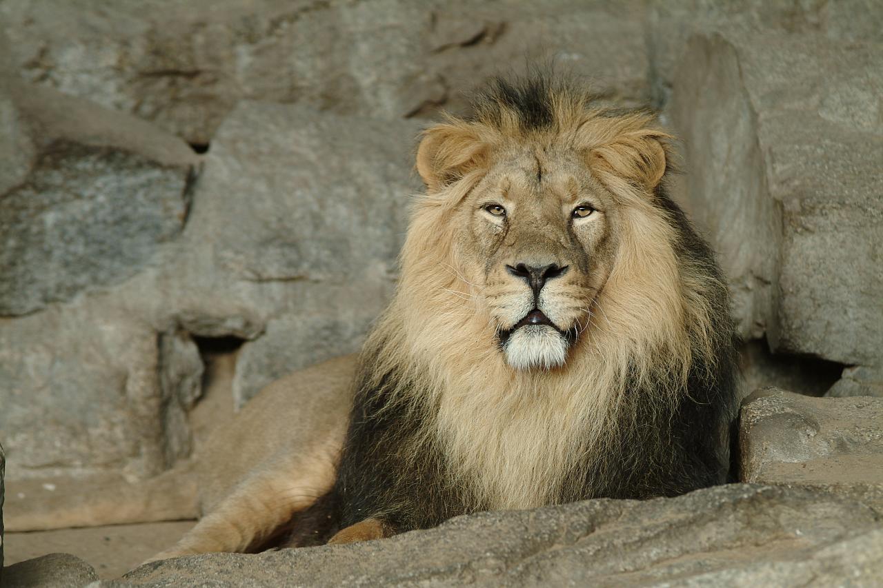 The Lion's Den DD Message Board InvestorsHub