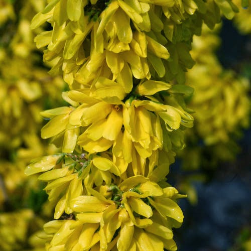 The Plant Hunter What S New And Exciting