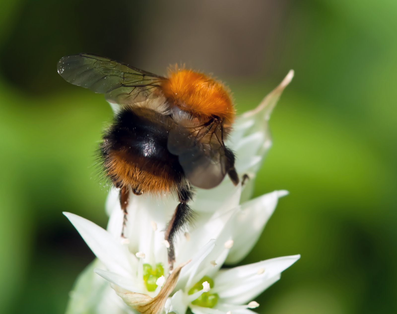 Barrowford Lancashire England Wild Garlic Flower and a Bee on the Same