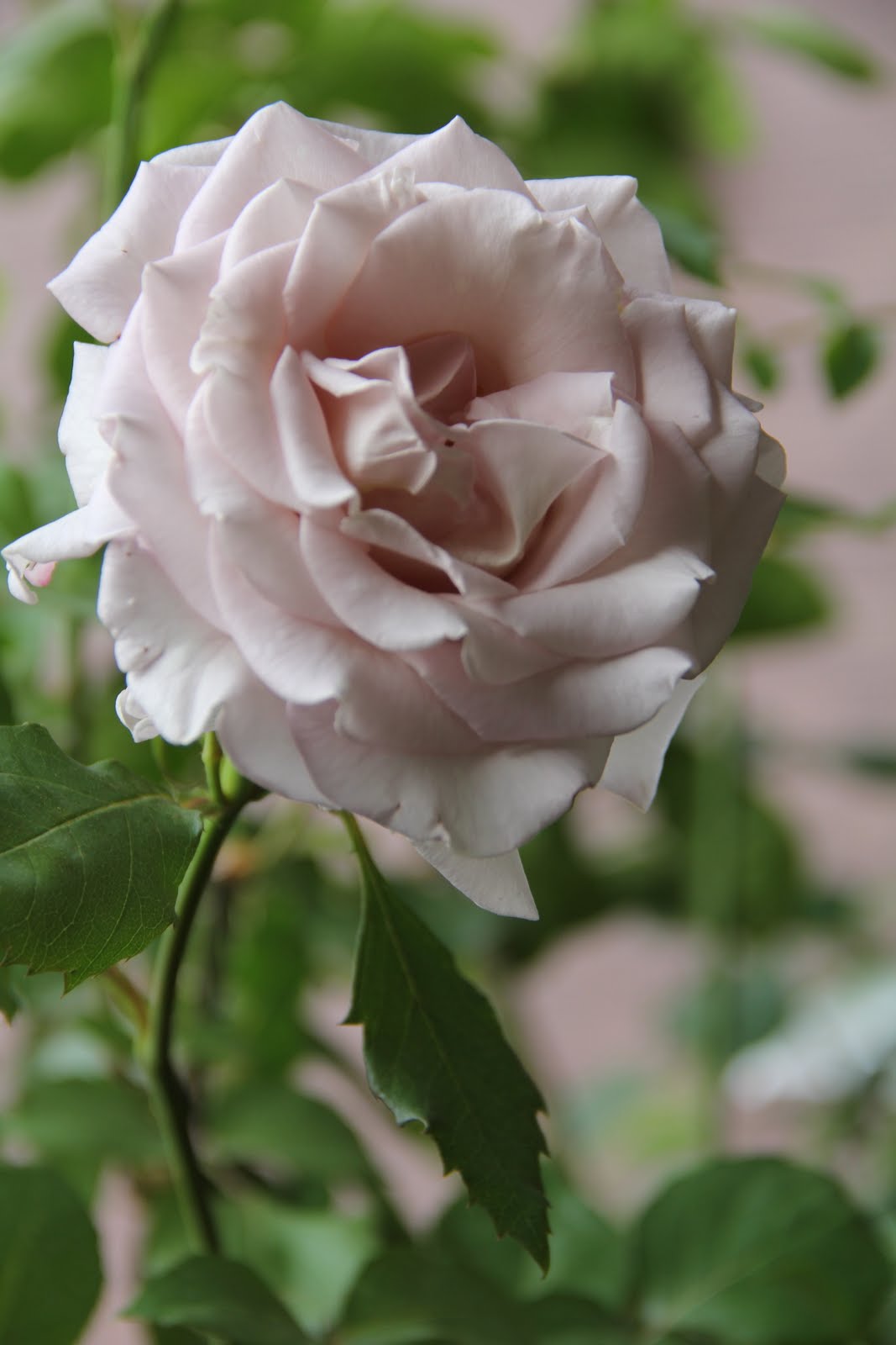 バナナペーパー伝言板 薔薇 ステンレススチール