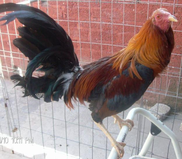 Gallos De Mexico