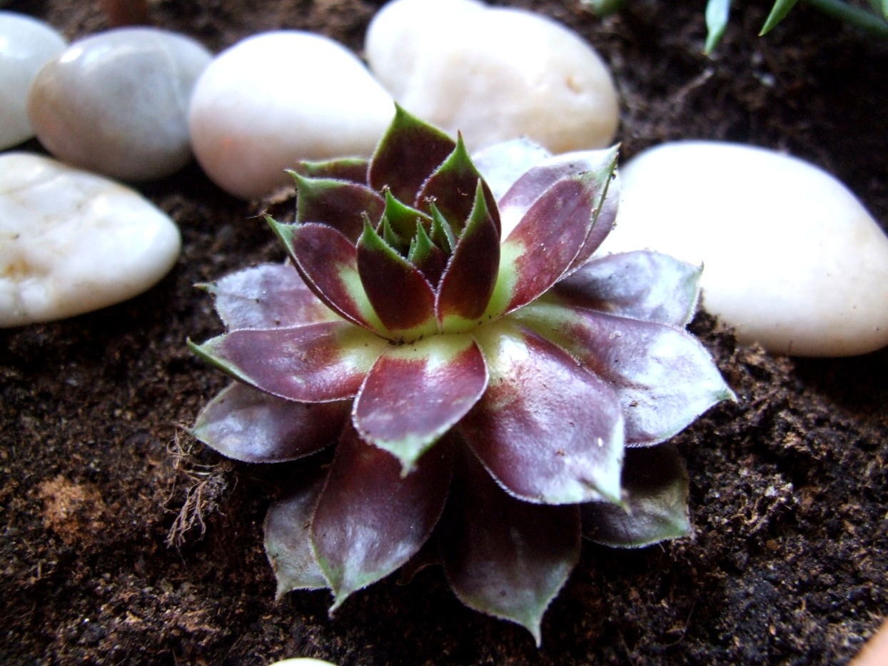 succulove new fancy plants!