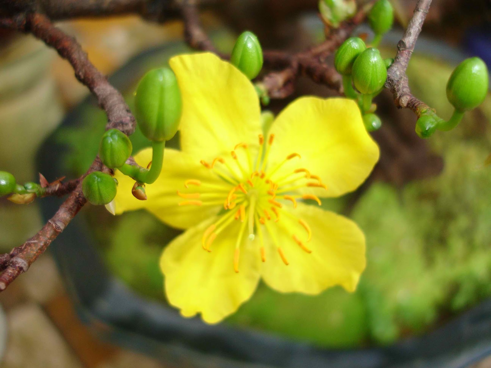 Hình nền hoa Mai, cành Đào mừng Xuân 2013 - NÂNG CÁNH ƯỚC MƠ