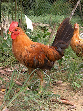 Gallery 1: Phoenix Chicken / Ayam Hutan