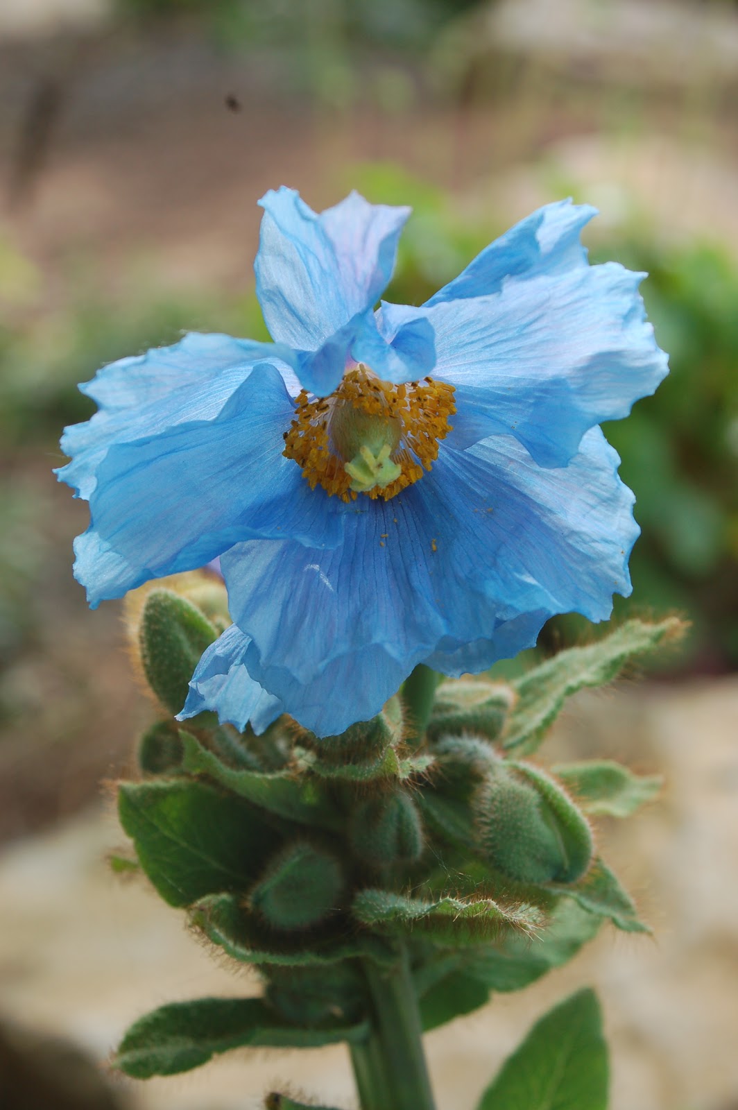 Wild Ginger Farm News Blog Himalayan Blue Poppies 3 Keys to Success