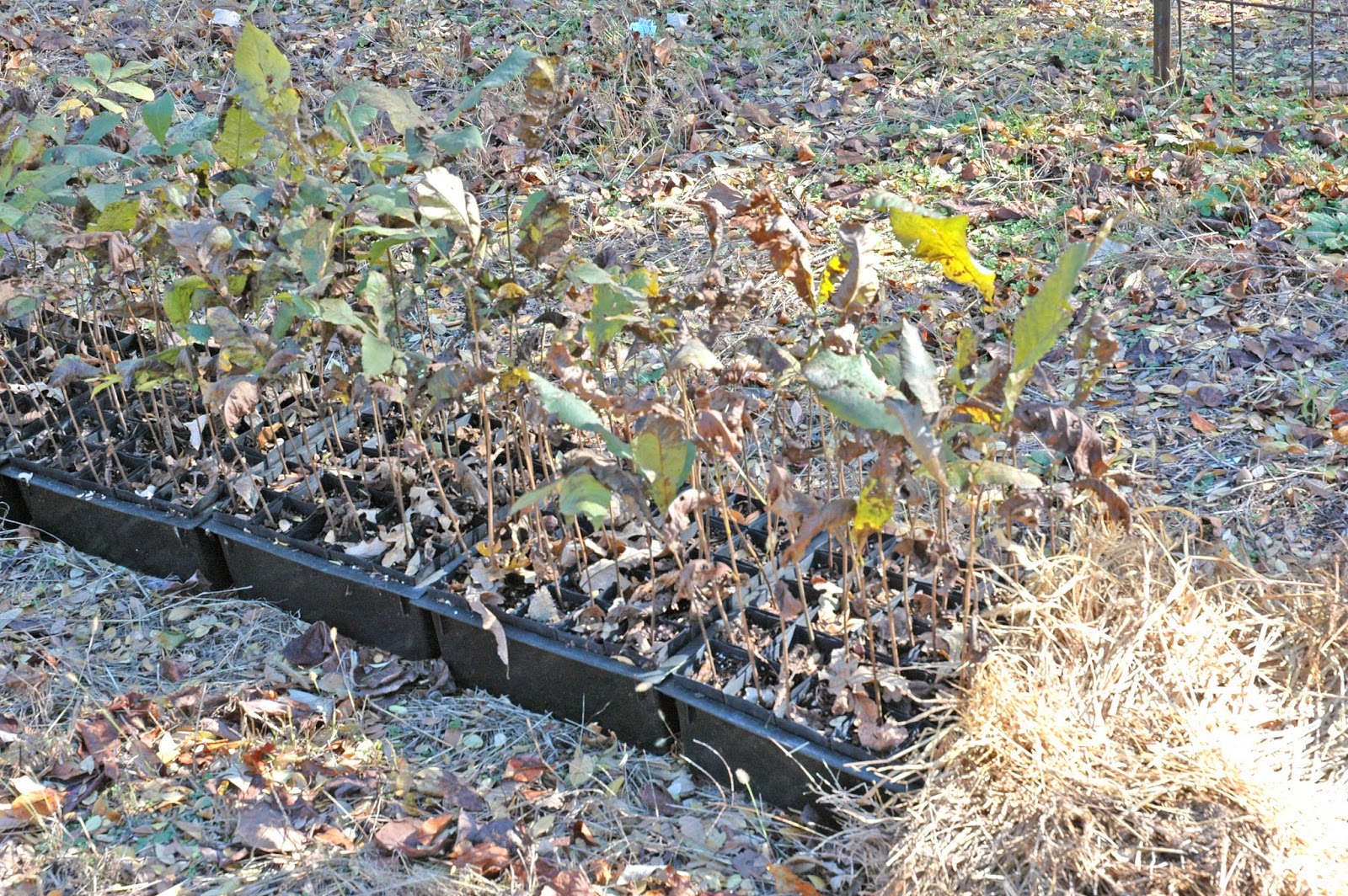 Northern Pecans Container grown pecan trees Fall planting and