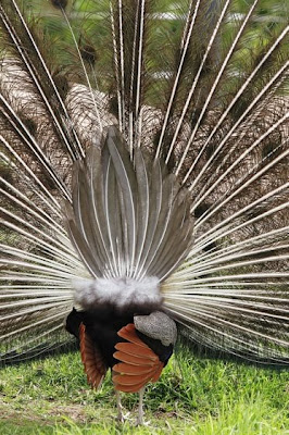 Peacock pictures