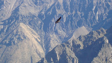 The flight of the Condor
