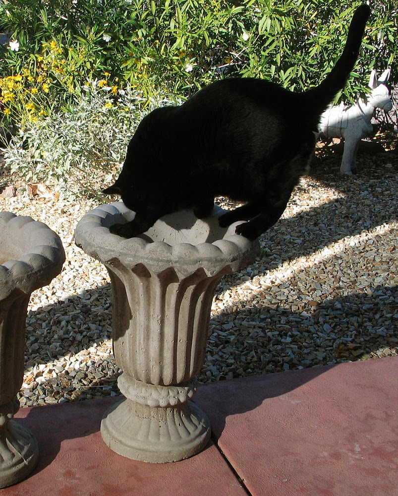 Wild Rose Vintage Concrete Urns and White Paint???