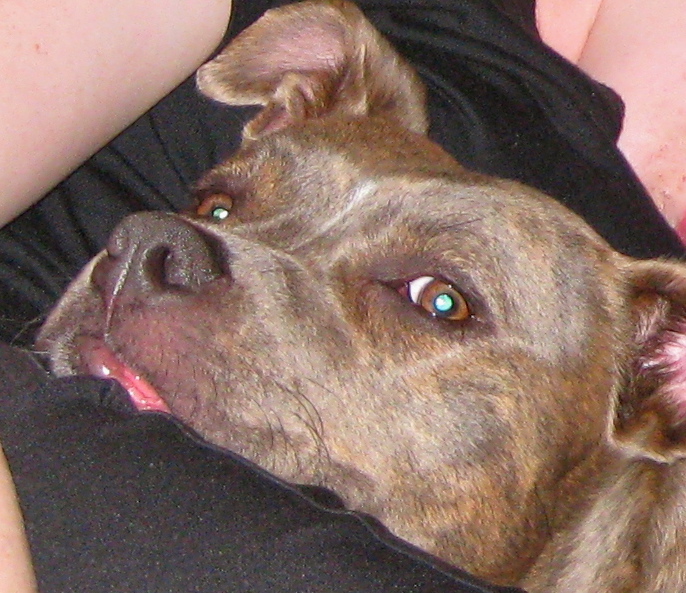 Why Does My Dog Like Used Tissues