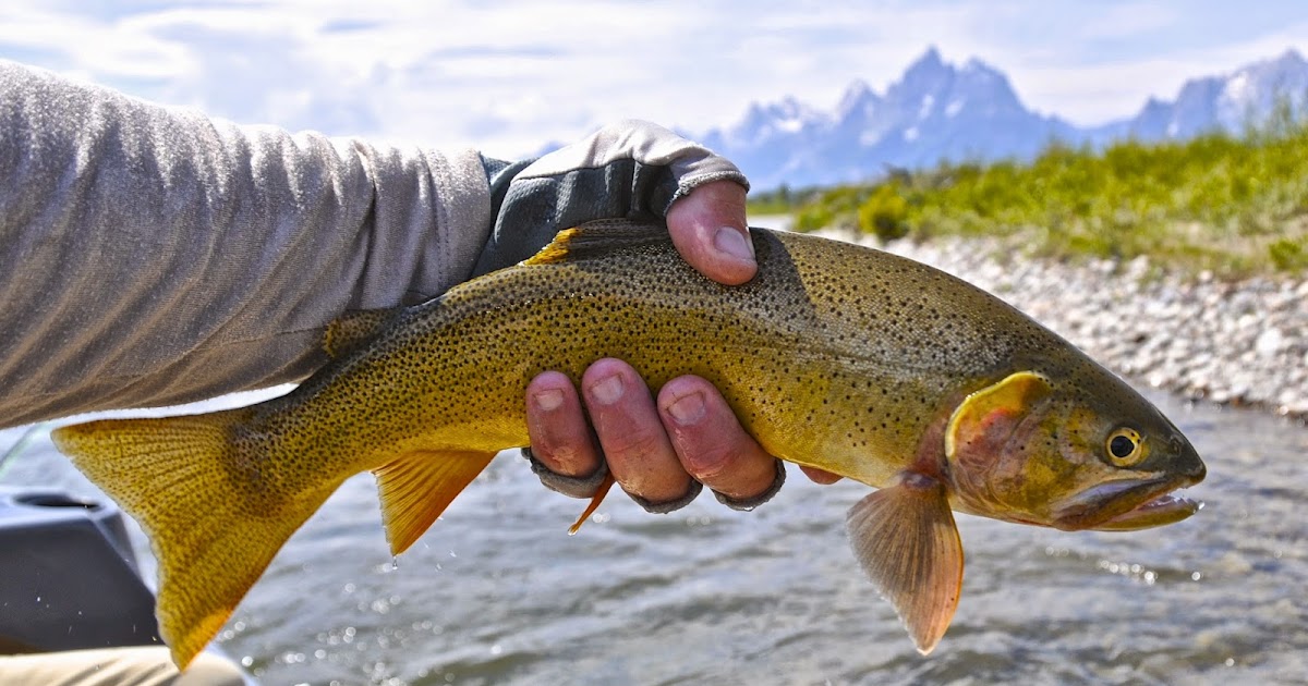 Jackson Hole Fly Fishing Report September 16, 2014