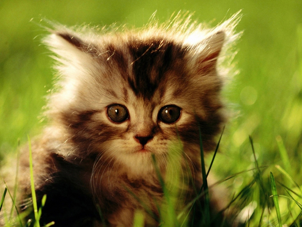 Dog Breeds Animal Planet Dog Breed Quiz