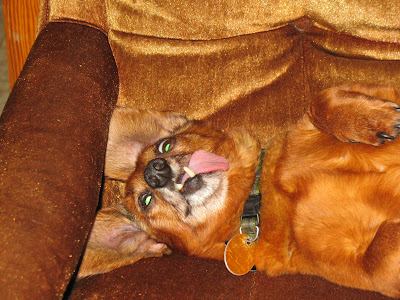 sleeping dachshund with his tongue hanging out