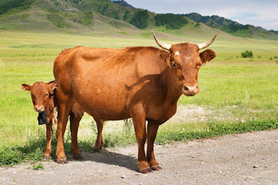 Vaca café con su pequeña becerra en las praderas - Cow and calf